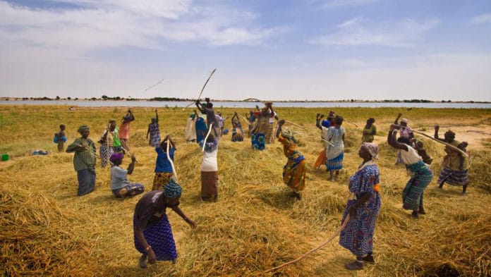 Image des femmes du sahel en train de battre le riz