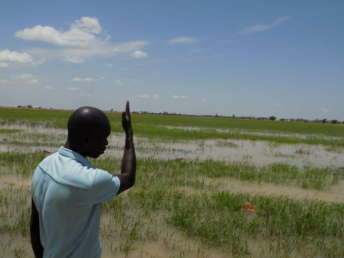 Un champs de riz inondé, Office du niger