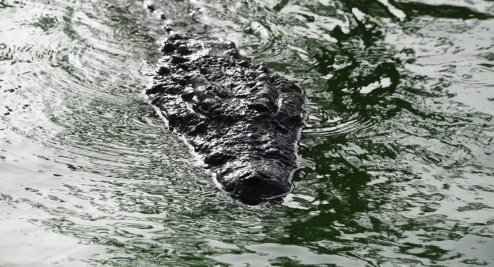 Image illustrant le crocodile à Sotiba ACI