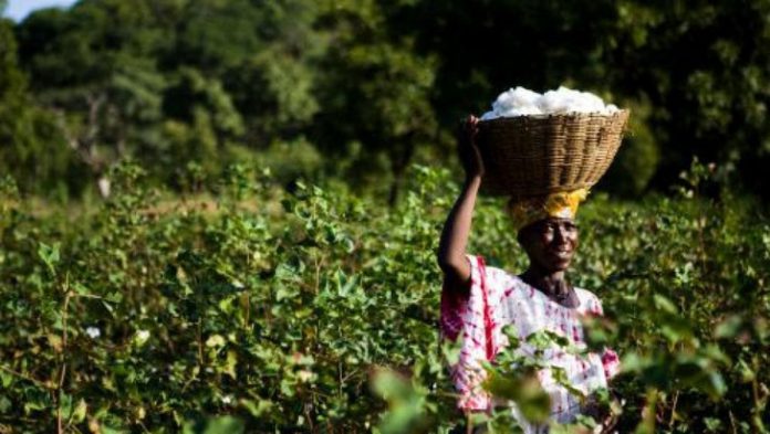 Une femme dans un champ de coton, au Mali