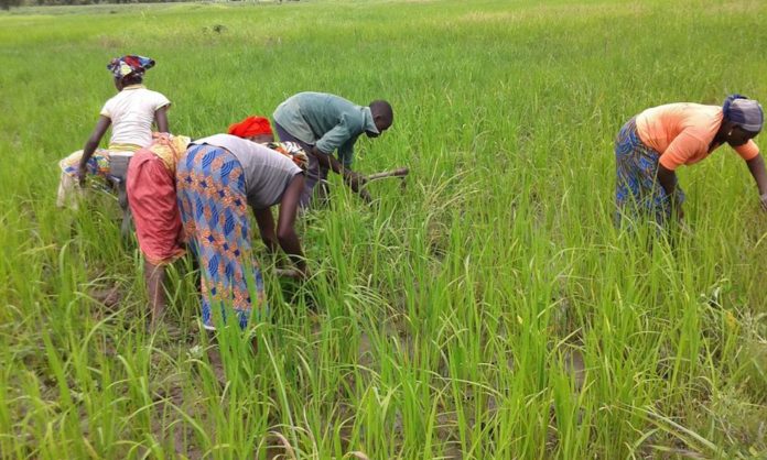 Les paysans dans un champ de riz au Mali