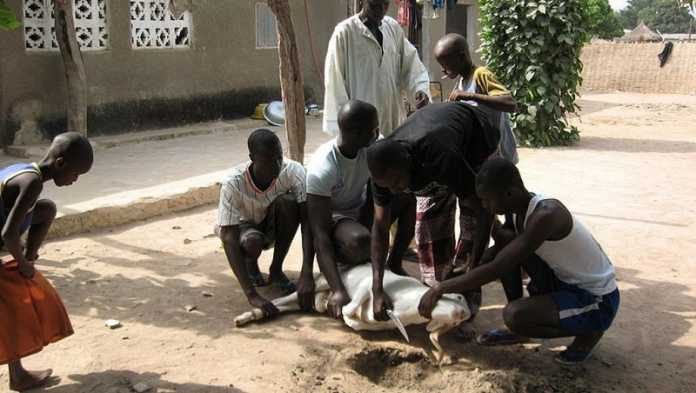 Les familles musulmanes sacrifient généralement un mouton ou un bélier pour la fête de la Tabaski.