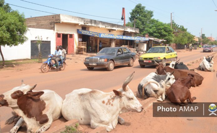 Les Vaches sur une route à Bamako